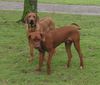 Rhodesian Ridgeback Foto: Sam mit Bruder Monthy (6 Monate) (ID 3740) Rhodesian Ridgeback Hund