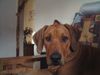 Rhodesian Ridgeback Foto: Sandro kann auch still halten wenn er nicht schläft !!!!! (ID 20724) Rhodesian Ridgeback Hund
