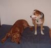 Rhodesian Ridgeback Foto: so lange du stehst, ist es ja ok aber leg dich ja nicht auf mein bett !!! (ID 20723) Rhodesian Ridgeback Hund