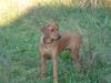 Rhodesian Ridgeback Foto: Sandro (ID 21397) Rhodesian Ridgeback Hund