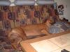 Rhodesian Ridgeback Foto: das war mal Frauchens Lieblingsplatz, jetzt gehört er unserem Sandro !!! (ID 20661) Rhodesian Ridgeback Hund