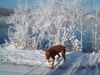 Rhodesian Ridgeback Hund