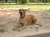 Rhodesian Ridgeback Foto (ID 32284) Rhodesian Ridgeback Hund