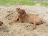 Rhodesian Ridgeback Foto: Neo 4 Monate nach dem Kampf .... (ID 12060) Rhodesian Ridgeback Hund