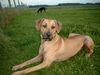 Rhodesian Ridgeback Foto: Shirly hat Feierabend (ID 13332) Rhodesian Ridgeback Hund