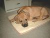 Rhodesian Ridgeback Foto: 8Wochen alt (ID 2868) Rhodesian Ridgeback Hund