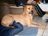 Rhodesian Ridgeback Foto: Shirly 2Jahre (ID 19406) Rhodesian Ridgeback Hund