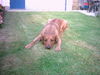 Rhodesian Ridgeback Foto (ID 32283) Rhodesian Ridgeback Hund