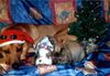 Rhodesian Ridgeback Foto: Heiligabend im Kreis der Familie ! (ID 5732) Rhodesian Ridgeback Hund