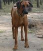 Rhodesian Ridgeback Foto: RR- Tereza (ID 1180) Rhodesian Ridgeback Hund