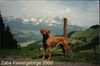 Rhodesian Ridgeback Foto: KAPOBA`S ZABA KAISERGEBIRGE 2000 (ID 12451) Rhodesian Ridgeback Hund