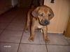 Rhodesian Ridgeback Hund