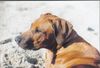 Rhodesian Ridgeback Foto: das ist Thora aus Norwegn, hier 8 Monate alt (ID 3403) Rhodesian Ridgeback Hund