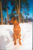 Rhodesian Ridgeback Foto: Thora im Schnee (ID 3404) Rhodesian Ridgeback Hund