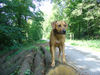 Rhodesian Ridgeback Hund
