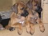 Rhodesian Ridgeback Foto: Inzwischen sind sie über ein Jahr... (ID 15736) Rhodesian Ridgeback Hund