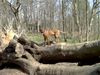 Rhodesian Ridgeback Foto: Yamba,11/2 Jahre alt. (ID 3241) Rhodesian Ridgeback Hund