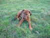 Rhodesian Ridgeback Foto: *Zwinker* (ID 21345) Rhodesian Ridgeback Hund