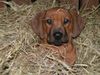 Rhodesian Ridgeback Foto: Aida im Pferdestall (ID 21893) Rhodesian Ridgeback Hund