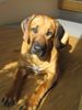 Rhodesian Ridgeback Foto: Alea von Angkor (ID 30071) Rhodesian Ridgeback Hund