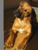 Rhodesian Ridgeback Foto: Alea von Angkor (ID 30072) Rhodesian Ridgeback Hund
