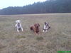 Rhodesian Ridgeback Hund