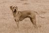 Rhodesian Ridgeback Foto: Unser Bantou (ID 11168) Rhodesian Ridgeback Hund