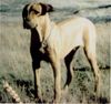 Rhodesian Ridgeback Foto: HP: Hier gibt es INFOS zum Tehma Rhodesian Ridgeback z.B. Geschichte, Büchertips, Bilder, Deckrüde u.s.w (ID 3002) Rhodesian Ridgeback Hund