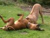 Rhodesian Ridgeback Foto: ist das lustig (ID 15152) Rhodesian Ridgeback Hund