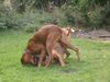 Rhodesian Ridgeback Foto: wer wird denn hier wohl sieger sein??? (ID 14575) Rhodesian Ridgeback Hund