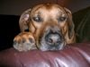 Rhodesian Ridgeback Hund