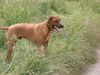 Rhodesian Ridgeback Foto: Unser Fynn (ID 11602) Rhodesian Ridgeback Hund