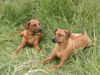 Rhodesian Ridgeback Foto: ben und fynn (ID 11586) Rhodesian Ridgeback Hund