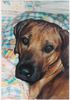 Rhodesian Ridgeback Foto (ID 3491) Rhodesian Ridgeback Hund