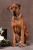 Rhodesian Ridgeback Foto: Unser Paco (ID 11167) Rhodesian Ridgeback Hund
