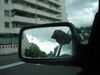 Rhodesian Ridgeback Foto: .....so cool.... (ID 31810) Rhodesian Ridgeback Hund