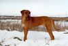 Rhodesian Ridgeback Foto: Shayengana Rhodesian Ridgebacks (ID 3647) Rhodesian Ridgeback Hund