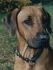Rhodesian Ridgeback Hund