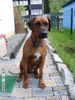 Rhodesian Ridgeback Foto: Chris beim Fototermin (ID 11654) Rhodesian Ridgeback Hund