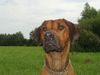 Rhodesian Ridgeback Foto: Conjali Phansulu (ID 15678) Rhodesian Ridgeback Hund