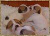 Rhodesian Ridgeback Foto: jack russell terrier welpen 4 wochen alt (ID 9373) Rhodesian Ridgeback Hund