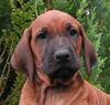 Rhodesian Ridgeback Hund
