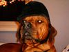 Rhodesian Ridgeback Foto: herr general paco!!! (ID 11809) Rhodesian Ridgeback Hund