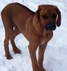 Rhodesian Ridgeback Foto: unser süsser... (ID 18742) Rhodesian Ridgeback Hund