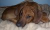 Rhodesian Ridgeback Foto: ...warte auf Mama...... (ID 18738) Rhodesian Ridgeback Hund