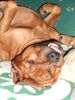 Rhodesian Ridgeback Foto: paco knautschkopf!!! (ID 28254) Rhodesian Ridgeback Hund
