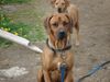Rhodesian Ridgeback Foto: Jack & Lia (ID 31812) Rhodesian Ridgeback Hund