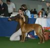 Rhodesian Ridgeback Hund