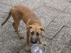 Rhodesian Ridgeback Foto: ein Rhodesian mix (ID 33462) Rhodesian Ridgeback Hund