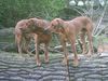 Rhodesian Ridgeback Foto: Wo ist der Löwe??? (ID 11169) Rhodesian Ridgeback Hund